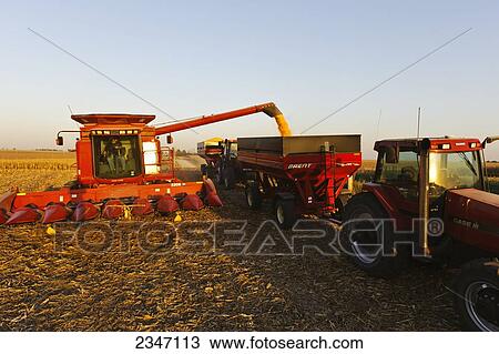 Stock Image - Agriculture - A Case IH combine augers grain corn into a grain wagon during the Autumn harvest operations / Central Iowa, USA.. Fotosearch