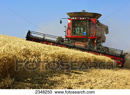 Stock Image - Agriculture - A Case IH combine crests a ridge while harvesting wheat in late afternoon light / near Pullman, Palouse Region, Washington, USA.. Fotosearch