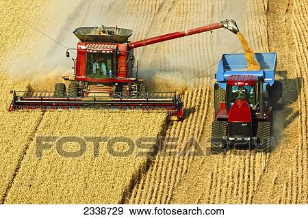 Agriculture - A Case IH combine harvests wheat while unloading View Large Photo Image Stock Photo - Agriculture - A Case IH combine harvests wheat while unloading. Fotosearch