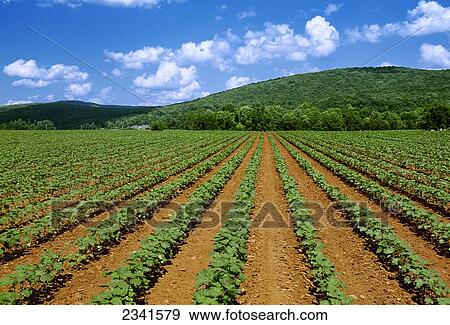 Agriculture - A clean early growth cotton field growing in red clay soil / Northeast Alabama, USA. View Large Photo Image Stock Photo - Agriculture - A clean early growth cotton field growing in red clay soil / Northeast Alabama, USA.. Fotosearch