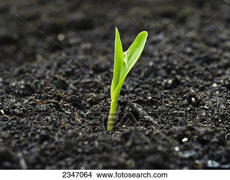 Agriculture - A corn seedling emerges from the soil in early morning light / Iowa, USA. View Large Photo Image Picture - Agriculture - A corn seedling emerges from the soil in early morning light / Iowa, USA.. Fotosearch
