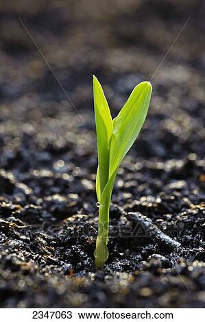 Agriculture - A corn seedling emerges from the soil in early morning light / Iowa, USA. View Large Photo Image Stock Image - Agriculture - A corn seedling emerges from the soil in early morning light / Iowa, USA.. Fotosearch