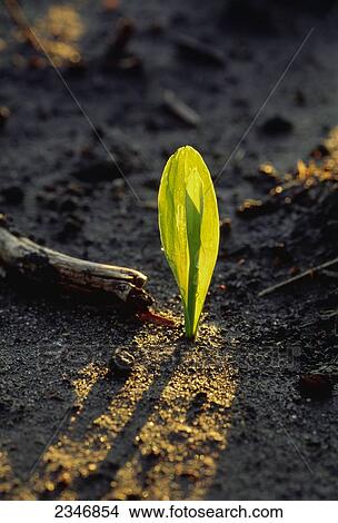 Picture - Agriculture - A corn seedling emerging from the soil, backlit by the early morning light / Iowa, USA.. Fotosearch