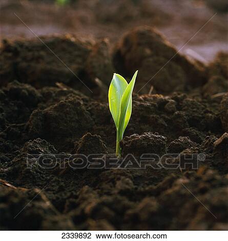 Stock Image - Agriculture - A corn seedling emerging from the soil in early morning light / Iowa, USA.. Fotosearch