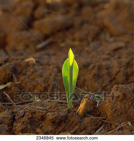 Agriculture - A corn seedling emerging from the soil in early morning light / Iowa, USA. View Large Photo Image Stock Photography - Agriculture - A corn seedling emerging from the soil in early morning light / Iowa, USA.. Fotosearch