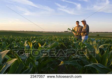 Agriculture - A farmer and his son pose while inspecting a mid growth corn plant in the field in late afternoon light / Iowa, USA. View Large Photo Image Stock Photo - Agriculture - A farmer and his son pose while inspecting a mid growth corn plant in the field in late afternoon light / Iowa, USA.. Fotosearch