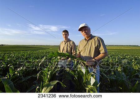 Stock Photograph - Agriculture - A farmer and his son pose while inspecting a mid growth corn plant in the field in late afternoon light / Iowa, USA.. Fotosearch