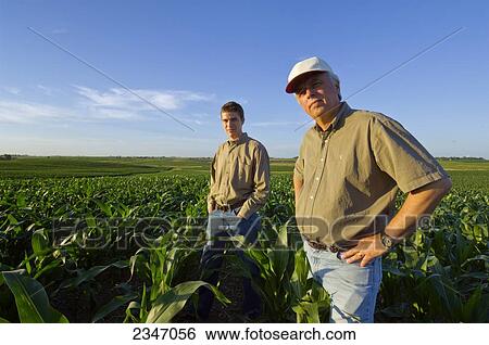 Stock Photograph - Agriculture - A farmer and his son pose in their mid growth corn field in late afternoon light / Iowa, USA.. Fotosearch