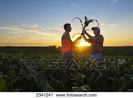 Agriculture - A farmer and his son inspect a mid growth corn plant in the field at sunset / Iowa, USA. View Large Photo Image Stock Image - Agriculture - A farmer and his son inspect a mid growth corn plant in the field at sunset / Iowa, USA.. Fotosearch
