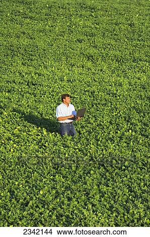 Agriculture - A farmer enters crop data into his laptop computer while standing in his mid growth soybean field / near Hoffman, Minnesota, USA. View Large Photo Image Picture - Agriculture - A farmer enters crop data into his laptop computer while standing in his mid growth soybean field / near Hoffman, Minnesota, USA.. Fotosearch