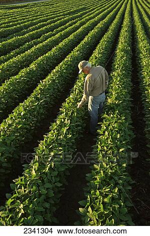 Agriculture - A farmer examines his healthy mid growth soybean field in midsummer / Central Iowa, USA. View Large Photo Image Picture - Agriculture - A farmer examines his healthy mid growth soybean field in midsummer / Central Iowa, USA.. Fotosearch