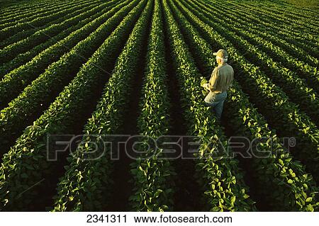 Agriculture - A farmer examines his healthy mid growth soybean field in midsummer while holding a soybean plant / Central Iowa, USA. View Large Photo Image Stock Image - Agriculture - A farmer examines his healthy mid growth soybean field in midsummer while holding a soybean plant / Central Iowa, USA.. Fotosearch