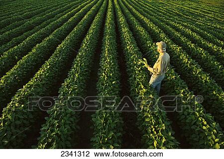 Agriculture - A farmer examines his healthy mid growth soybean field in midsummer while holding a soybean plant / Central Iowa, USA. View Large Photo Image Stock Image - Agriculture - A farmer examines his healthy mid growth soybean field in midsummer while holding a soybean plant / Central Iowa, USA.. Fotosearch