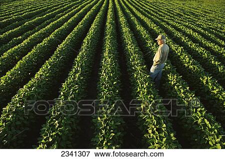 Stock Photo - Agriculture - A farmer examines his healthy mid growth soybean field in midsummer / Central Iowa, USA.. Fotosearch