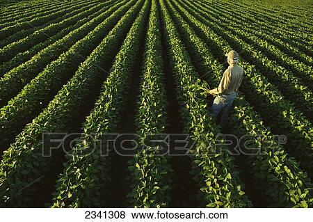 Stock Photo - Agriculture - A farmer examines his healthy mid growth soybean field in midsummer while holding a soybean plant / Central Iowa, USA.. Fotosearch