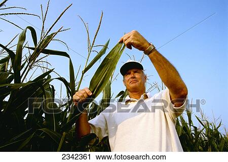 Agriculture - A farmer examines tasseled corn plants in a grain corn field in late afternoon light / Iowa, USA. View Large Photo Image Stock Image - Agriculture - A farmer examines tasseled corn plants in a grain corn field in late afternoon light / Iowa, USA.. Fotosearch