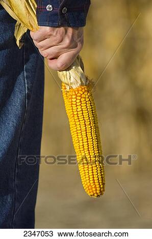 Stock Image - Agriculture - A farmer holds ears of mature, harvest ready grain corn while inspecting his crop in Autumn / Iowa, USA.. Fotosearch