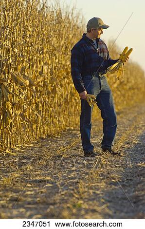 Stock Image - Agriculture - A farmer inspects mature ears of grain corn in the field with his partially harvested corn crop in the background / Iowa, USA.. Fotosearch
