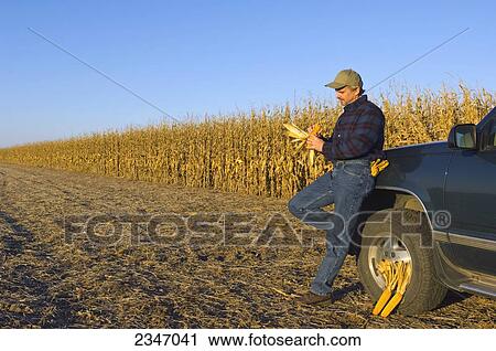 Stock Image - Agriculture - A farmer, leaning on his truck inspects an ear of corn in his hand, with his field of partially harvested mature grain corn in the background / Iowa, USA.. Fotosearch