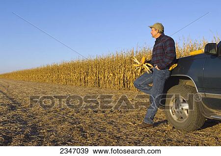 Agriculture - A farmer, leaning on his truck an inspecting an ear of corn in his hand, looks out across his field of partially harvested mature grain corn / Iowa, USA. View Large Photo Image Stock Photo - Agriculture - A farmer, leaning on his truck an inspecting an ear of corn in his hand, looks out across his field of partially harvested mature grain corn / Iowa, USA.. Fotosearch