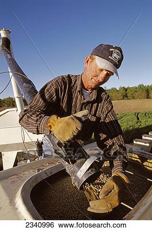 Agriculture - A farmer loads soybean seed into the seed hopper on his planter using a bulk loader during spring planting operations / Iowa, USA. View Large Photo Image Stock Photograph - Agriculture - A farmer loads soybean seed into the seed hopper on his planter using a bulk loader during spring planting operations / Iowa, USA.. Fotosearch