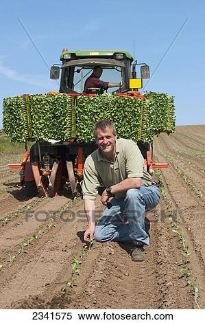 Stock Photography - Agriculture - A farmer looks at the camera while inspecting freshly transplanted broccoli seedlings in a prepared field / England, United Kingdom.. Fotosearch