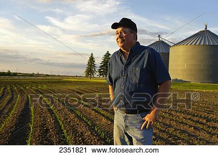 Stock Image - Agriculture - A farmer looks out across his early growth grain corn field several weeks after planting, inspecting the young crop, with grain bins in the background / Central Iowa, USA.. Fotosearch
