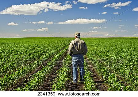 Stock Photo - Agriculture - A farmer looks out across his early growth grain corn field several weeks after planting inspecting the progress of his crop / Central Iowa, USA.. Fotosearch
