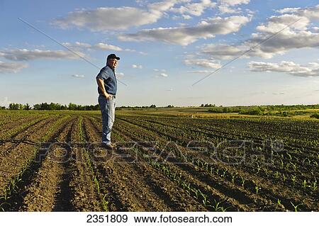 Stock Photo - Agriculture - A farmer looks out across his early growth grain corn field several weeks after planting, inspecting the young crop / Central Iowa, USA.. Fotosearch