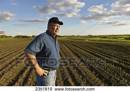 Stock Photo - Agriculture - A farmer looks out across his early growth grain corn field several weeks after planting, inspecting the young crop / Central Iowa, USA.. Fotosearch