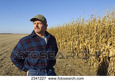 Stock Photo - Agriculture - A farmer looks out over his field of partially harvested mature grain corn / Iowa, USA.. Fotosearch