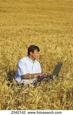 Stock Image - Agriculture - A farmer observes his mature wheat crop and enters crop data into his laptop computer / near Hoffman, Minnesota, USA.. Fotosearch