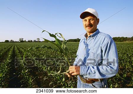 Agriculture - A farmer poses in his early growth grain corn field in early summer / Southwest Iowa, USA. View Large Photo Image Stock Photo - Agriculture - A farmer poses in his early growth grain corn field in early summer / Southwest Iowa, USA.. Fotosearch