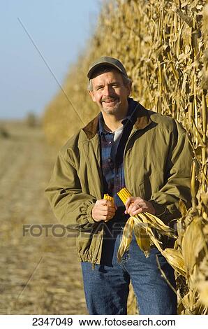 Stock Photo - Agriculture - A farmer poses while inspecting a mature ear of grain corn, with his field of partially harvested corn in the background / Iowa, USA.. Fotosearch