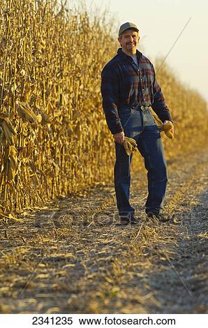 Stock Photography - Agriculture - A farmer poses while inspecting mature ears of grain corn in the field with his partially harvested corn crop in the background / Iowa, USA.. Fotosearch