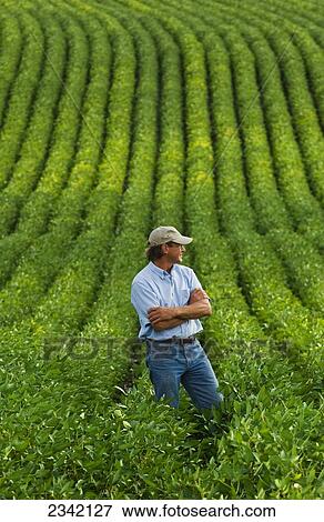 Agriculture - A farmer stands in his mid growth soybean field inspecting his crop / near Hoffman, Minnesota, USA. View Large Photo Image Stock Photo - Agriculture - A farmer stands in his mid growth soybean field inspecting his crop / near Hoffman, Minnesota, USA.. Fotosearch