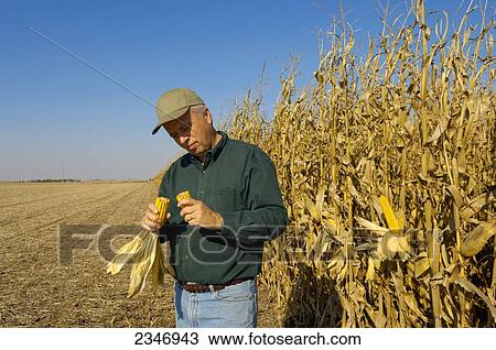 Agriculture - A farmer stands next to his mature grain corn crop inspecting a harvest ready ear of corn / Iowa, USA. View Large Photo Image Stock Image - Agriculture - A farmer stands next to his mature grain corn crop inspecting a harvest ready ear of corn / Iowa, USA.. Fotosearch