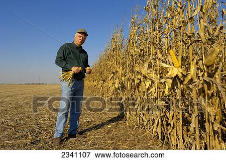 Stock Photo - Agriculture - A farmer stands next to his mature grain corn crop inspecting a harvest ready ear of corn / Iowa, USA.. Fotosearch