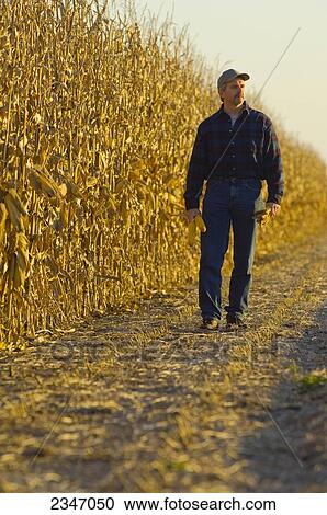 Stock Image - Agriculture - A farmer walks along a row of partially harvested mature grain corn plants in Autumn while inspecting his crop / Iowa, USA.. Fotosearch
