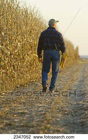 Stock Image - Agriculture - A farmer walks along a row of partially harvested mature grain corn plants in Autumn while inspecting his crop / Iowa, USA.. Fotosearch