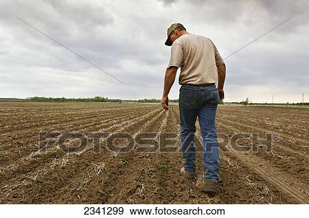Stock Photo - Agriculture - A farmer walks his newly planted corn field checking to be sure planting proceeded correctly, as storm clouds approach / Central Iowa, USA.. Fotosearch