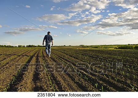 Agriculture - A farmer walks through his early growth grain corn field several weeks after planting, inspecting the young crop / Central Iowa, USA. View Large Photo Image Picture - Agriculture - A farmer walks through his early growth grain corn field several weeks after planting, inspecting the young crop / Central Iowa, USA.. Fotosearch