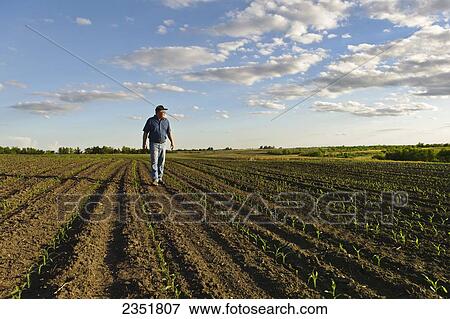 Agriculture - A farmer walks through his early growth grain corn field several weeks after planting, inspecting the young crop / Central Iowa, USA. View Large Photo Image Stock Photo - Agriculture - A farmer walks through his early growth grain corn field several weeks after planting, inspecting the young crop / Central Iowa, USA.. Fotosearch