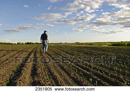 Agriculture - A farmer walks through his early growth grain corn field several weeks after planting, inspecting the young crop / Central Iowa, USA. View Large Photo Image Stock Photography - Agriculture - A farmer walks through his early growth grain corn field several weeks after planting, inspecting the young crop / Central Iowa, USA.. Fotosearch