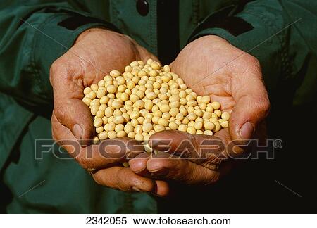 Stock Photography - Agriculture - A farmer's hands hold harvested soybeans / Wisconsin, USA.. Fotosearch