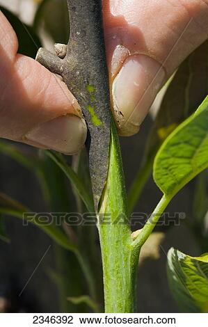 Stock Image - Agriculture - A field technician grafts multiple hybrid cultivars to a large avocado tree stump whose original nursery graft failed. After the successful grafts, the tree will yield avocados of multiple varieties spread over a long growing season / Kona. Fotosearch