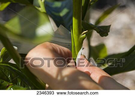Stock Image - Agriculture - A field technician grafts multiple hybrid cultivars to a large avocado tree stump whose original nursery graft failed. After the successful grafts, the tree will yield avocados of multiple varieties spread over a long growing season / Kona. Fotosearch