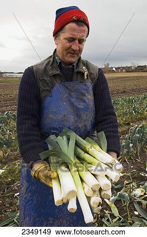 Stock Photo - Agriculture - A field worker presents freshly harvested late season. Fotosearch