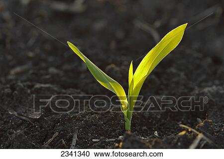 Stock Image - Agriculture - A grain corn seedling emerges from the soil shortly after spring planting / Central Iowa, USA.. Fotosearch