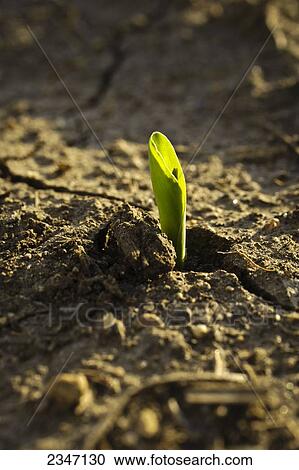Stock Image - Agriculture - A grain corn seedling emerges from the soil shortly after spring planting / Central Iowa, USA.. Fotosearch